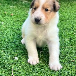 Sprout - White male Collie puppy in Henderson, Nevada from River Spirit Collies