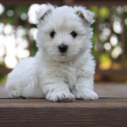 West Highland White Terrier Puppies from The West Acres