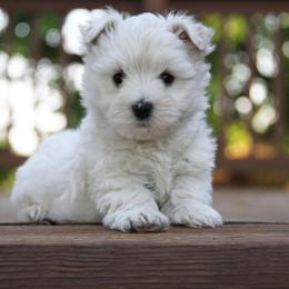 West Highland White Terrier Puppies from The West Acres