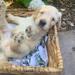Goldendoodle Puppies from Doodle Devotion