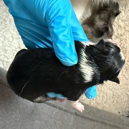 Girl 2 - Black and white female Pomsky puppy in West Sacramento, California from Pinkie's Pomskies