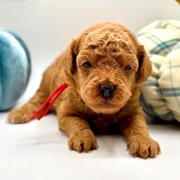 Alvin - Red  male Poodle puppy in Munster, Indiana from Miranda’s Sunshine Poodles and Doodles