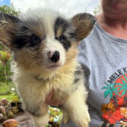 Boy 1 turquoise collar 2 blue eyes - Blue male Pembroke Welsh Corgi puppy in Mountain View, Hawaii from Celtic Corgis
