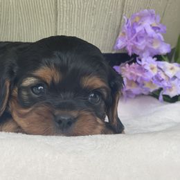 Cavalier King Charles Spaniels, Cavapoos, and Goldendoodles from FriendlyPals