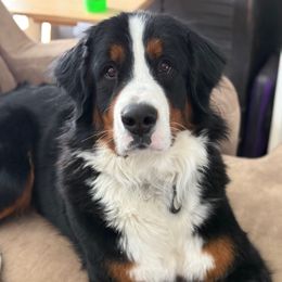 Joan Jett - Bernese Mountain Dog