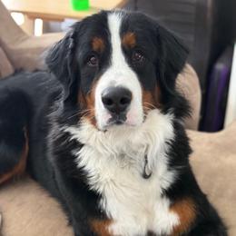 Joan Jett - Bernese Mountain Dog
