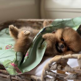 Paddington - Orange sable male Pomeranian puppy in Sacramento, California from Carousel Poodles & Pomeranians