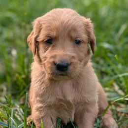 Beige - Dark golden female Golden Retriever puppy in Midland, North Carolina from Alger Farm, LLC