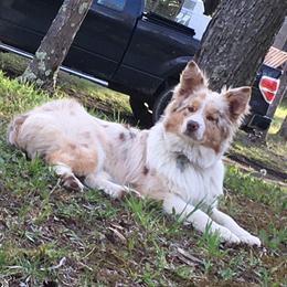 Genny - Australian Shepherd