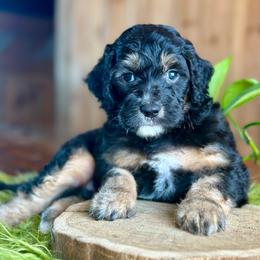 Damian Brennan - Black phantom male Aussiedoodle puppy in Lancaster, Minnesota from Finney Ranch