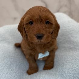 Bentley - Red  male Goldendoodle puppy in Kansas City, Kansas from Bella & Ivy’s Mini Goldendoodles of KC