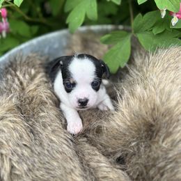Female 1 - Black and white Chihuahua puppy in New Enterprise, Pennsylvania from Kayla's Chihuahuas