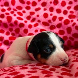 Rigel - White black and tan male Rat Terrier puppy in Molalla, Oregon from The Puppy Patch Rat Terriers