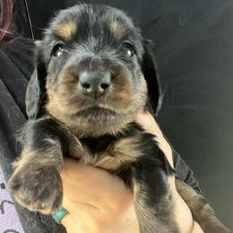 Lily - Black and cream female Dachshund puppy in Bigfork, Minnesota from Dachshunds Up North