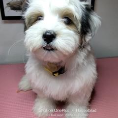 Duke - Black gold and white male Shorkie puppy in Boca Raton, Florida from Tina-Marie's Pups