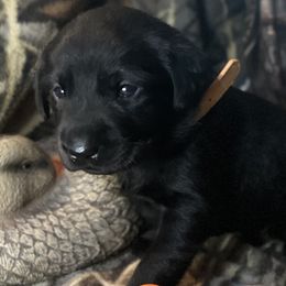 Tan (Collar) - Black male Labrador Retriever puppy in Moore, Oklahoma from Okiehuntinboyz Labrador Retrievers