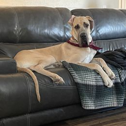 Thor - Great Dane