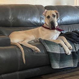 Thor - Great Dane