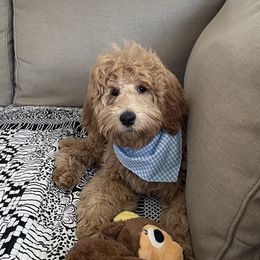 Goldendoodle Puppies from Old Lake Doodles