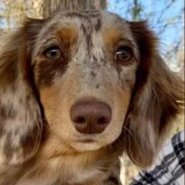 Till - Dachshund
