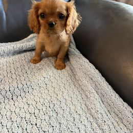 Stuart - Ruby male Cavalier King Charles Spaniel puppy in Athens, Georgia from Sandy Cross Kennels