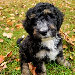 Gauge - male Australian Mountain Doodle puppy in Kimball, Michigan from Perfect Companion Puppies