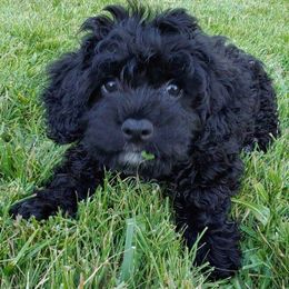 Assorted Doodle Crosses, Cavachon, Cavalier King Charles Spaniel, and Cavapoo Puppies from Prairie Puppies