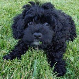 Assorted Doodle Crosses, Cavachon, Cavalier King Charles Spaniel, and Cavapoo Puppies from Prairie Puppies