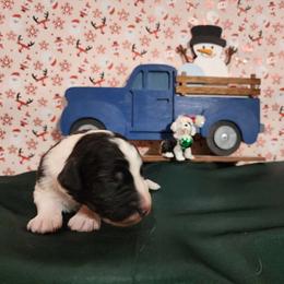 Earl - Sheepadoodle puppy from Oodles of poodles and doodles