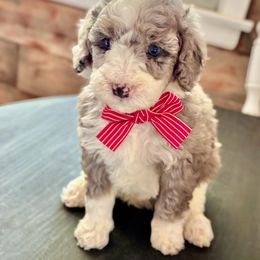 Casper - Merle male Bernedoodle puppy in Munster, Indiana from Miranda’s Sunshine Poodles and Doodles
