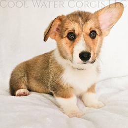 Pop - Sable male Pembroke Welsh Corgi puppy in Kiowa, Colorado from Cool Water Corgis LLC