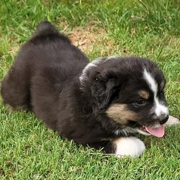Miniature Australian Shepherds from Sugarcreek AKC Miniature Australian Shepherds