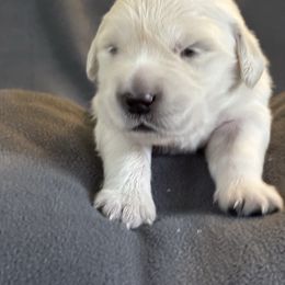 Green girl - Light golden female Golden Retriever puppy in Howell Township, New Jersey from Hunny Pot Goldens