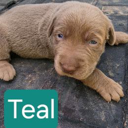 Teal - Chocolate female Labrador Retriever puppy in Anderson, Texas from TLS Retrievers