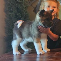 Akita Puppies from TLC Akitas