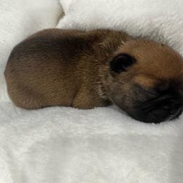 Ladybug - Fawn female French Bulldog puppy in Riverview, Florida from The Frenchie Lady Co.
