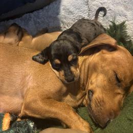 Silver - Dapple male Dachshund puppy in Yuma, Arizona from Desert dashies