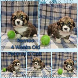 Romeo - Sable male Pembroke Welsh Corgi puppy in Kiowa, Colorado from Cool Water Corgis LLC