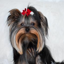 Danka - Yorkshire Terrier