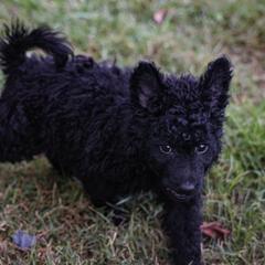 Shavano - Mudi puppy from Greenbrier