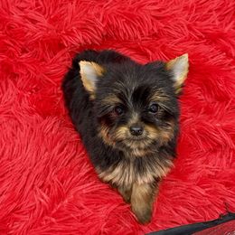 Yorkshire Terrier Puppies from The Royal Yorkie Den LLC