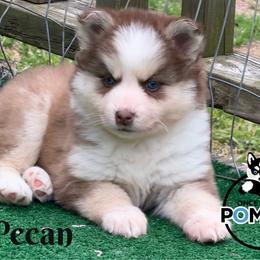 Pecan - Red and white female Pomsky puppy in Eastman, Georgia from Once Upon A Pomsky