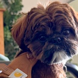 Shih Tzus from HonorRae Shih Tzu