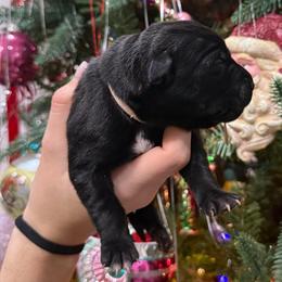 Vixen - Black female Cane Corso puppy in Utah from 3Lake Kennelz