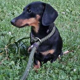 Dachshund Puppies from The Greyline Dogs