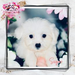 Sugar - Maltese