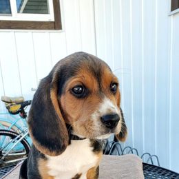 Beagle Puppies from Lazy G Kennels