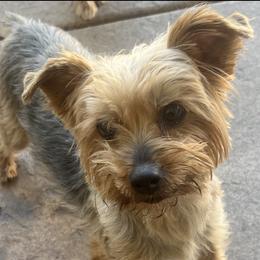 Belly - Yorkshire Terrier