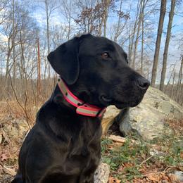 Gemma - Labrador Retriever
