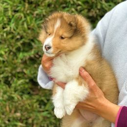 Shetland Sheepdog Puppies from Aratone